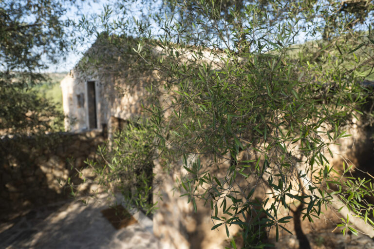 Terra Mallorca
